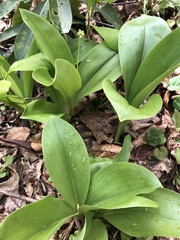 Clintonia