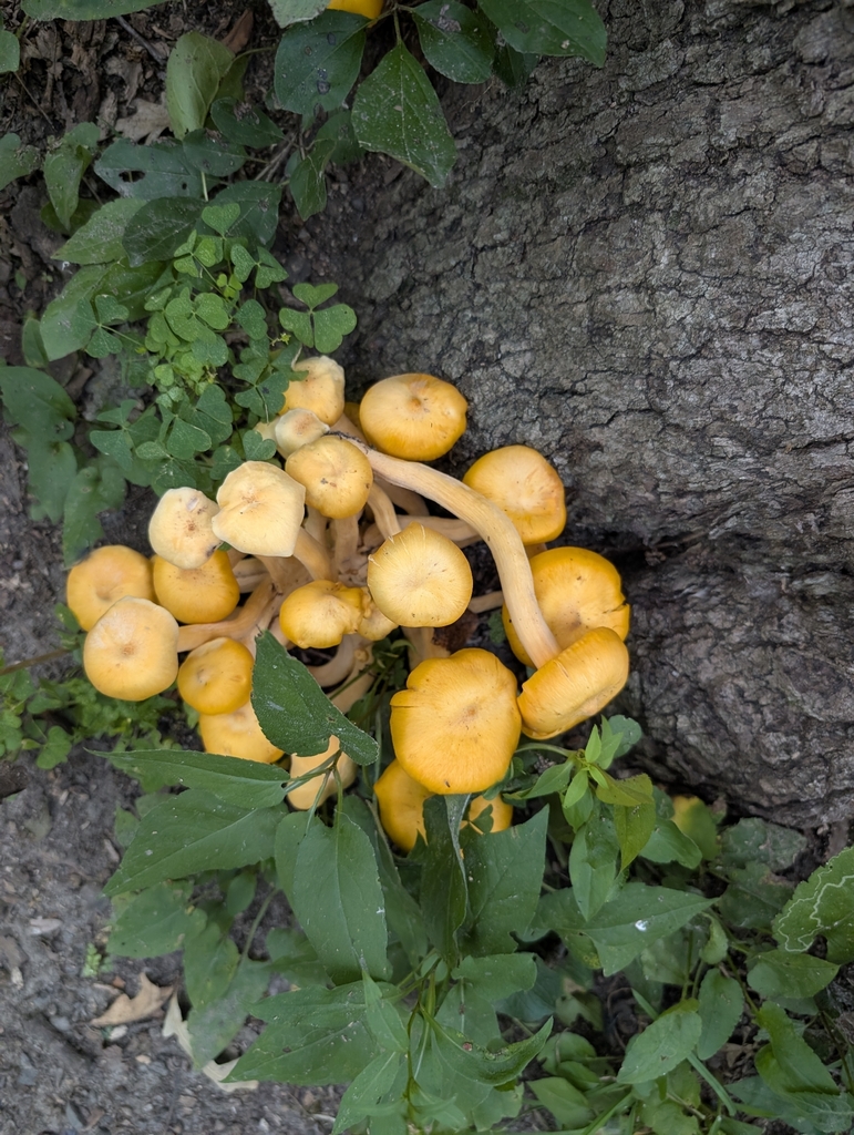 Eastern American jack-o'-lantern · August 2026 · photo: Photo: no rights reserved · iNaturalist