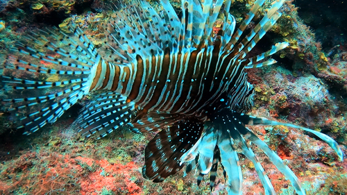 Common Lionfish