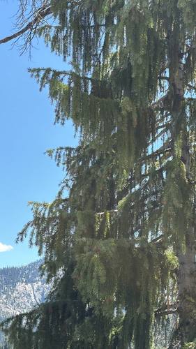 Picea breweriana, photograph 3