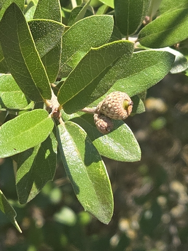 Texas live oak