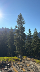 (c) Adam Kamal, some rights reserved (CC BY) Picea breweriana, photograph (c) Adam Kamal, some rights reserved (CC BY)