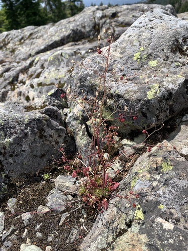 Micranthes ferruginea, photograph 6