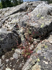 Micranthes ferruginea, photograph (c) Senna Bryce Robeson, some rights reserved (CC BY)