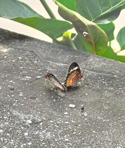 Leopard Lacewing Butterfly