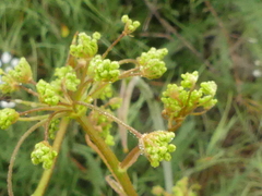 Elaeoselinum asclepium