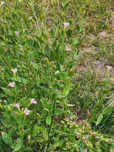 Erythranthe erubescens, photograph 2