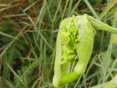 Elaeoselinum asclepium