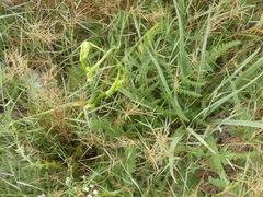 Elaeoselinum asclepium