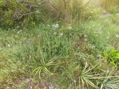 Elaeoselinum asclepium