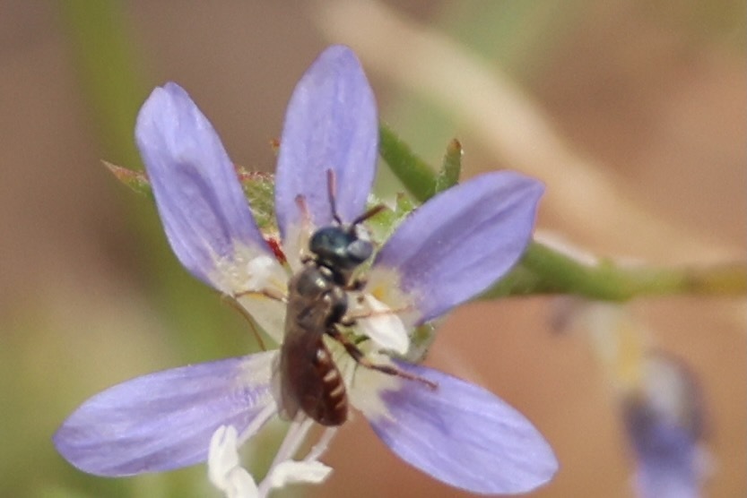 Perdita pelargoides