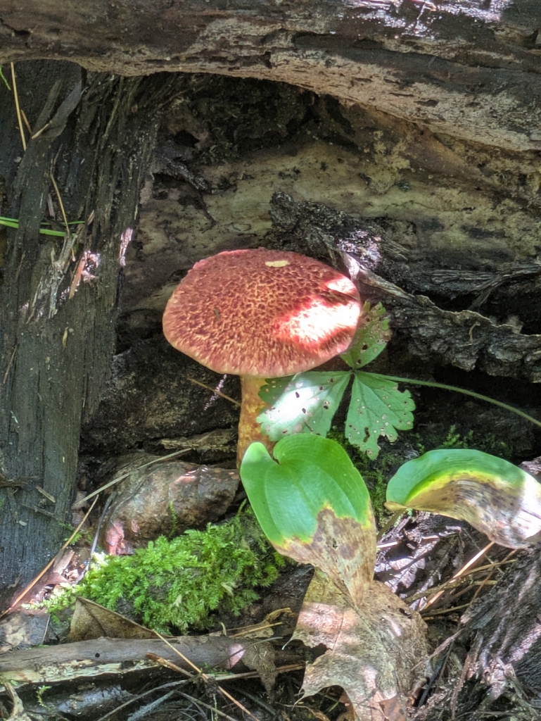 Painted Suillus · August 2026 · photo: Photo: (c) Jules Reppert, some rights reserved (CC BY) · iNaturalist