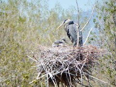 Ardea herodias