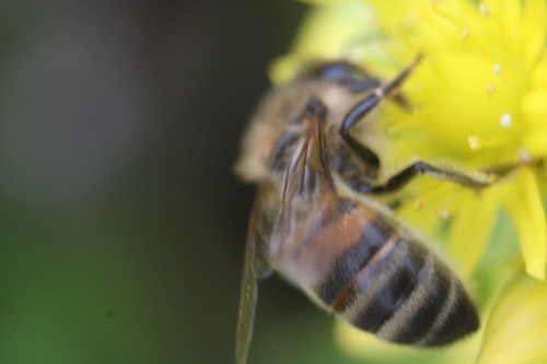 Western Honey Bee