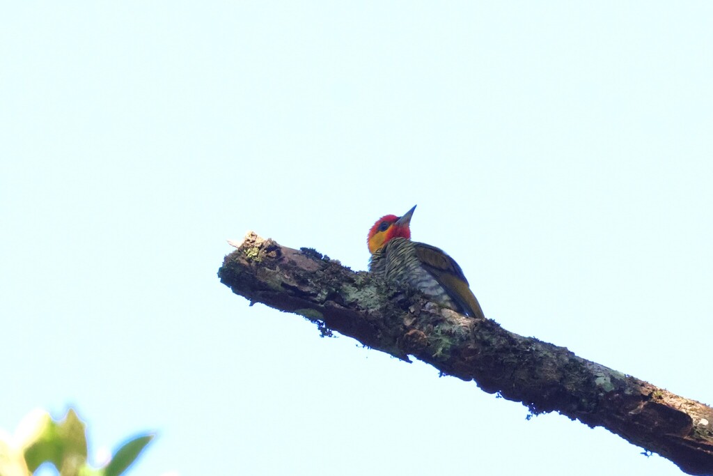 Red-throated Woodpecker