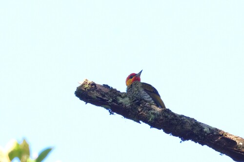 Red-throated Woodpecker