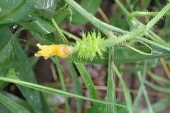 Cucumis metuliferus, photograph author not stated, no rights reserved