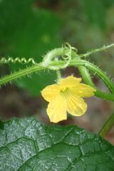 Cucumis metuliferus, photograph author not stated, no rights reserved