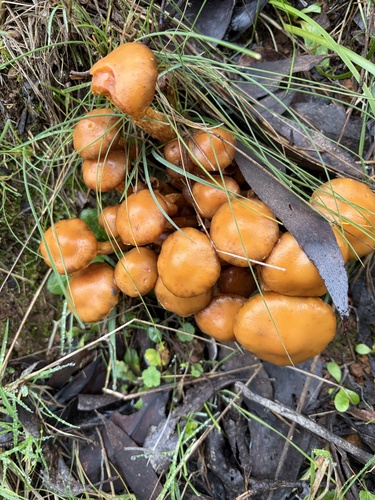 Australian honey fungus