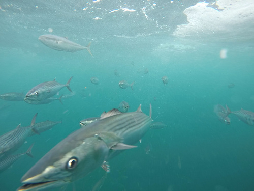Bonito (Sarda chiliensis) — Scombridae