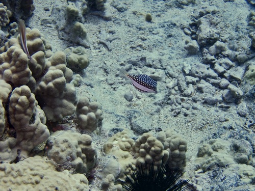 Ostracion whitleyi observed 2026-07-31