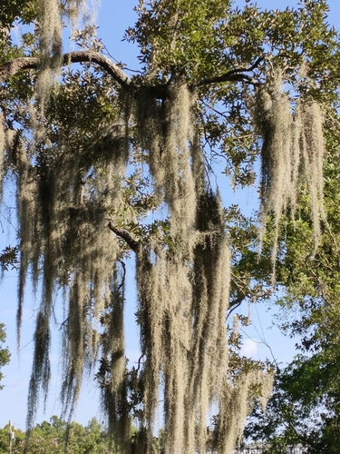 Spanish moss
