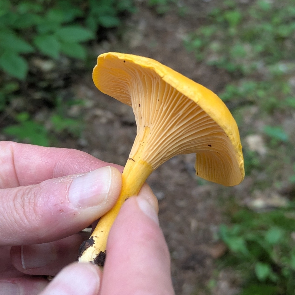 Newfoundland chanterelle · August 2026 · photo: Photo: (c) Jules Reppert, some rights reserved (CC BY) · iNaturalist