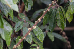 Oreocnide integrifolia