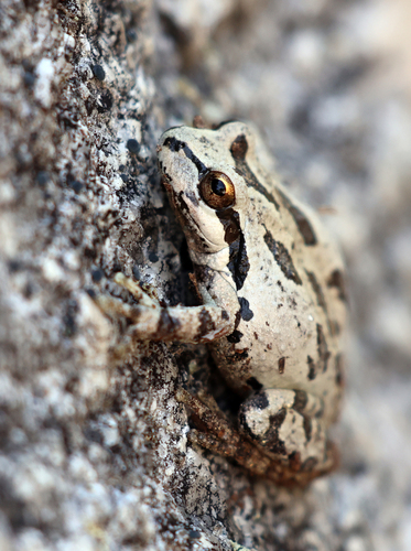 iNaturalist observation photo of Pacific chorus frog