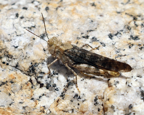 iNaturalist observation photo of Dancing Grasshopper