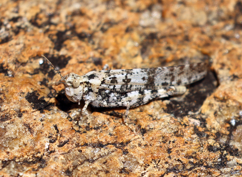 iNaturalist observation photo of Dancing Grasshopper