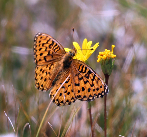 iNaturalist observation photo of Mormon Fritillary