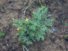 Argyrolobium pachyphyllum