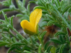 Argyrolobium pachyphyllum