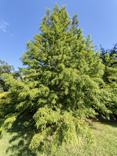 Cypress Twig Gall Midge
