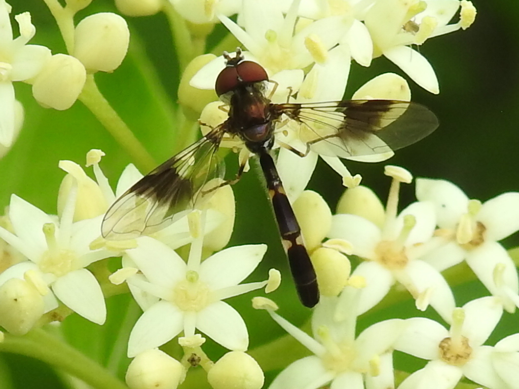 Eastern Band-winged Hover Fly
