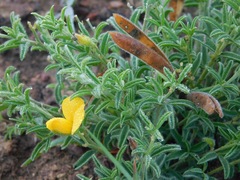 Argyrolobium pachyphyllum