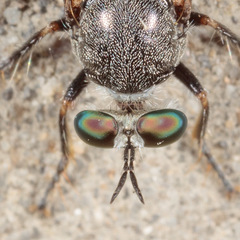 Atomosia melanopogon