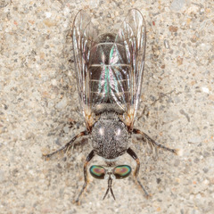 Atomosia melanopogon