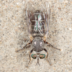 Atomosia melanopogon