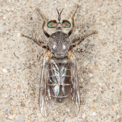 Atomosia melanopogon