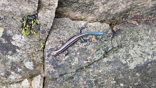 Shanghai Elegant Skink