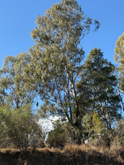 Eucalyptus elata, photograph (c) Bryce Watts-Parker, some rights reserved (CC BY)