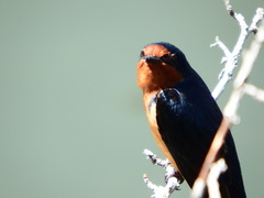 Hirundo rustica