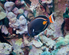 Acanthurus achilles