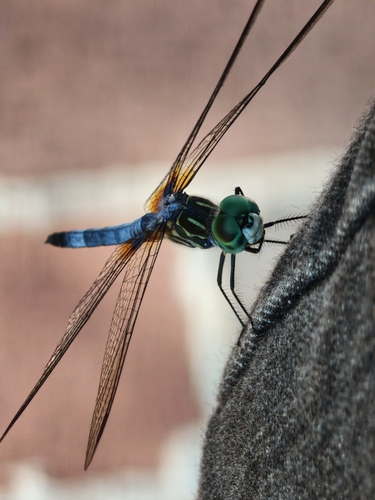 Blue Dasher