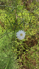 Malacothrix saxatilis