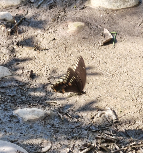 Spicebush Swallowtail