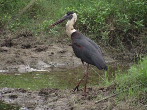 iNaturalist image