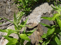 Artemisia suksdorfii